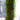 Aquarium Live Plant Java Moss on Bamboo Stick