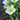 Caltha palustris alba (White Himalayan marigold) - Marginal Pond Plants  - Pond Plants - Water Plants - MP015