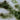 Hornwort - Ceratophyllum Demersum - Live aquarium plant