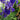 Iris sibirica 'Blue'  (Siberian flag) - Marginal Pond Plants  - Pond Plants - Water Plants - MP326