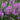 Physostegia virginiana (Obedient plant) - Marginal Pond Plants  - Pond Plants - Water Plants - MBP094