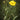 Ranunculus lingua Grandiflorus (Greater spearwort) - Marginal Pond Plants  - Pond Plants - Water Plants - MP303