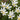 Zephyranthes candida - Marginal Pond Plants  - Pond Plants - Water Plants - MP125