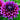 Dahlia ‘Karma Lagoon’ - Garden Plants  - Bulbs - DAHKAR01