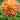 Dahlia ‘Rejman's Firecracker’ - Garden Plants  - Bulbs - DAHREJ01