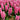 Hyacinthus multiflora 'Pink Pearl' - Garden Plants  - Bulbs - HYMPPEAR