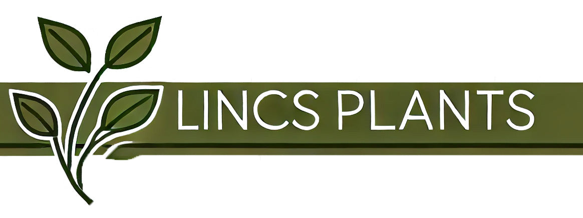 Lincspplants