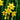 Narcissus jonquilla 'Baby Moon' - Garden Plants  - Bulbs - NAJBMOON