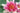 Conqueror water lily - pond plants - water lilies - aquatic plants-0