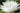 Gonnere - snowball water lily - pond plants - water lilies - aquatic plants-0