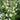 Lobelia siphilitica alba (White lobelia) - Marginal Pond Plants - Pond Plants - Water Plants-0