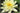 Moorei water lily - pond plants - water lilies - aquatic plants-0