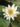 Rosanna water lily - pond plants - water lilies - aquatic plants-0