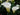 Zantedeschia aethiopica ‘Crowborough’ (Arum lily) - Marginal Pond Plants - Pond Plants - Water Plants-0