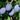 Prune Damson (Shropshire damson)