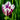 Tulipa 'Flaming Flag' ® - Garden Plants  - Bulbs - TUFFLAG01